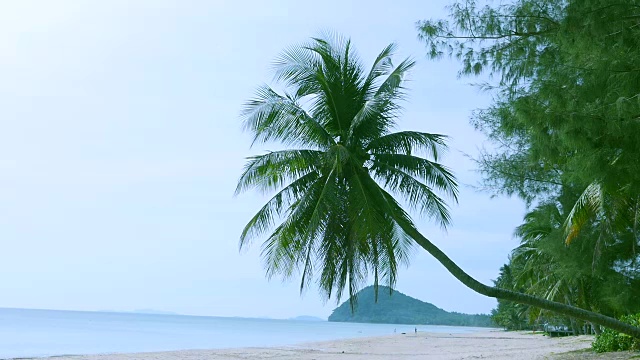 海滩上的椰子树视频素材