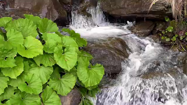 绿色的植物生长在山区的小溪附近视频素材