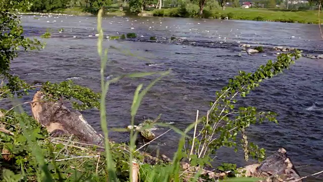 美丽的河水溪流景观。字符串流河。快速流水视频素材