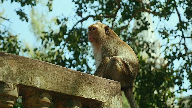 猴子坐在石头栏杆上，然后逃跑视频素材