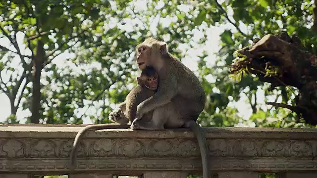 猴子妈妈在照顾她的婴儿视频素材