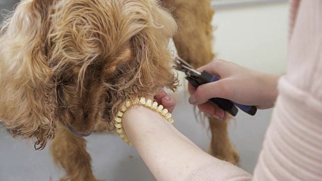 女人剪可卡犬的指甲视频素材