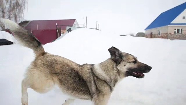 一个微笑的男人坐在雪橇上，在一个下雪的村庄里抚摸着一只狗视频素材