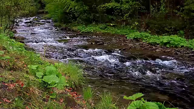 湍急的山河穿过森林。急山河溪视频素材