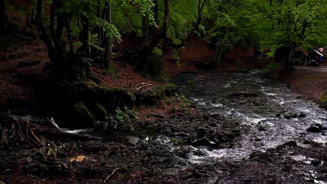 一条小山河流过幽暗的森林。美丽的森林景观视频素材