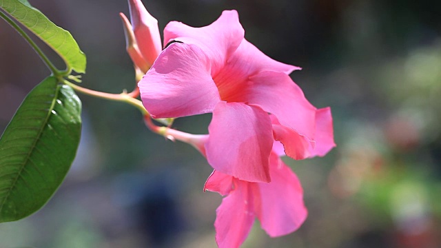 曼德拉花与复制空间视频素材