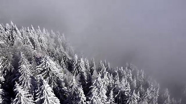 鸟瞰图的雪树在冬天的时间视频下载