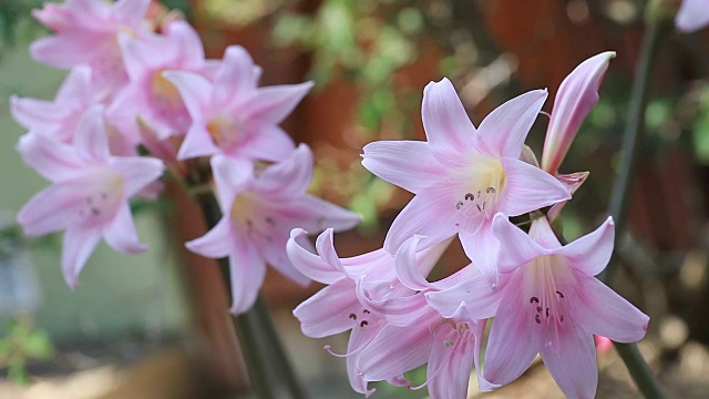 带有拷贝空间的粉色百合花视频素材