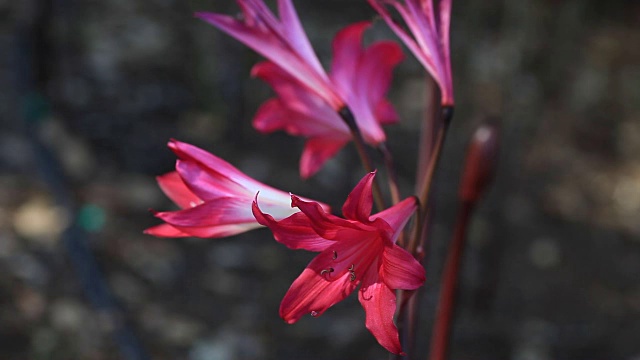 深红色百合花视频素材