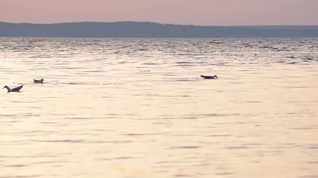 海鸥潜入水中觅食视频素材