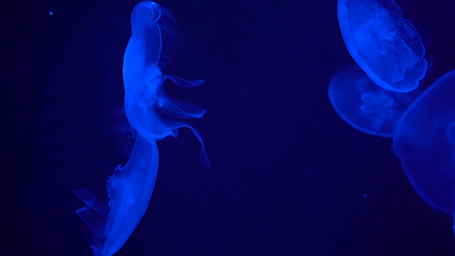 水母在水族馆视频素材