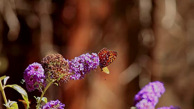 蝴蝶被黄蜂从花中赶走视频素材