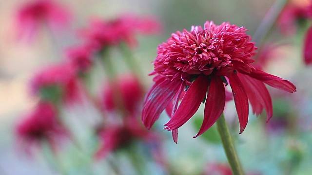 深粉色松果菊视频素材