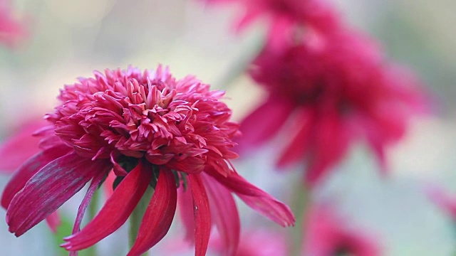 双勺蔓越莓圆锥花特写视频素材