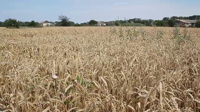 金色的小麦准备收割视频素材