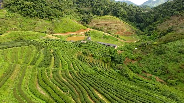 山上茶园梯田鸟瞰图。视频素材