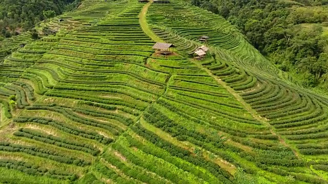 山上茶园梯田鸟瞰图。视频素材