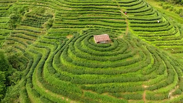 山上茶园梯田鸟瞰图。视频素材