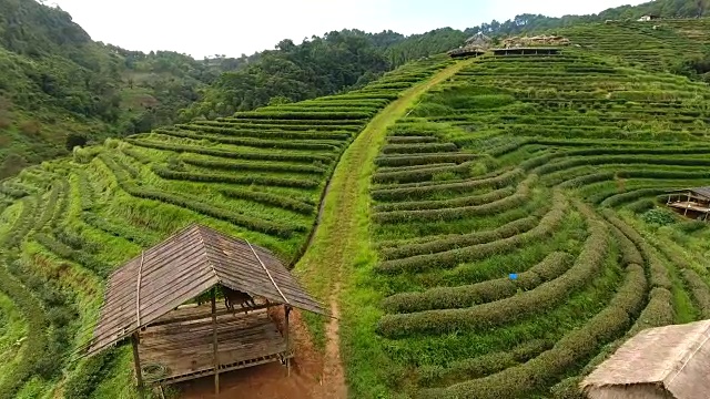 山上茶园梯田鸟瞰图。视频素材