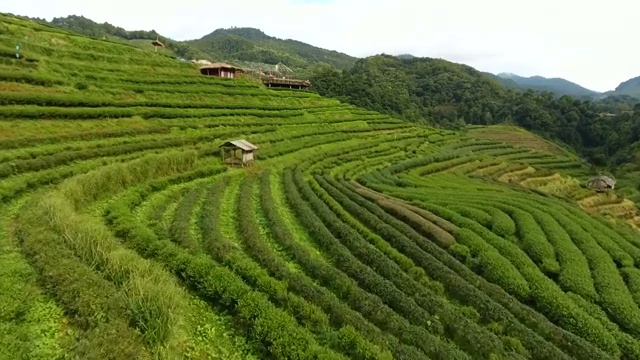 山上茶园梯田鸟瞰图。视频素材