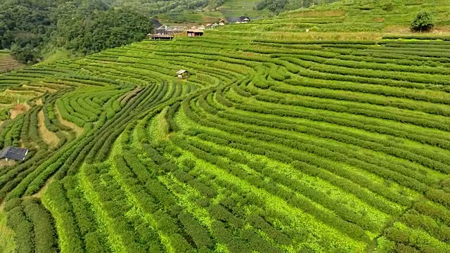 山上茶园梯田鸟瞰图。视频素材