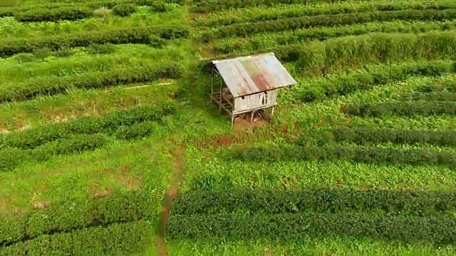 山上茶园梯田鸟瞰图。视频素材