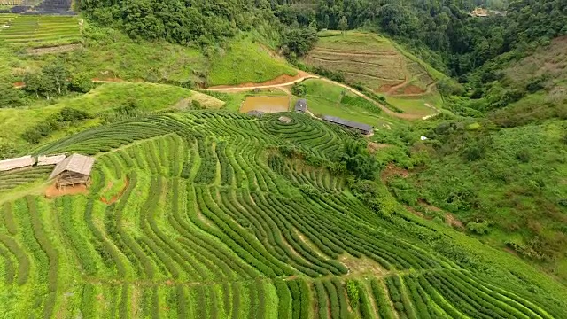 山上茶园梯田鸟瞰图。视频素材