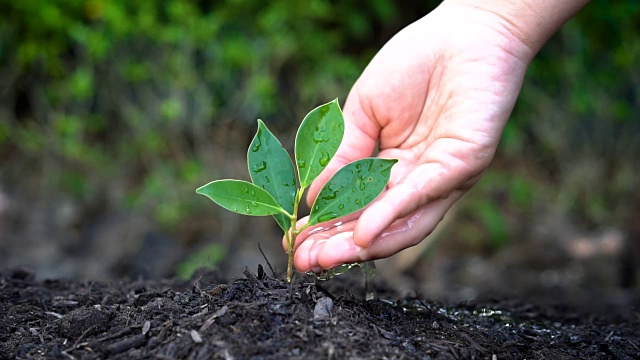 慢动作拍摄手给植物浇水视频素材