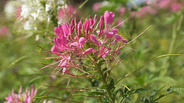 剑齿虎或蜘蛛花视频素材