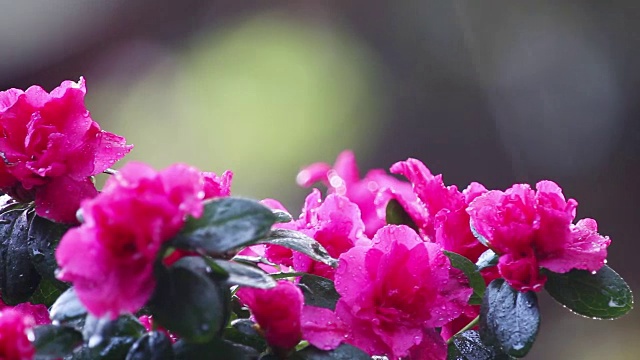 雨中的深粉色杜鹃花视频素材