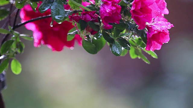 粉红色的杜鹃花在雨中复制空间视频素材