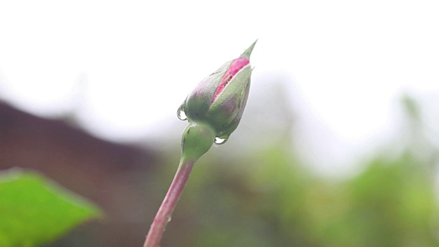 玫瑰花蕾带着雨滴复制空间视频素材