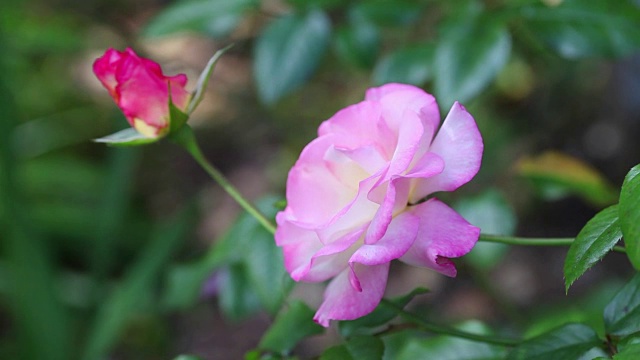 粉色和白色的玫瑰和花蕾视频素材