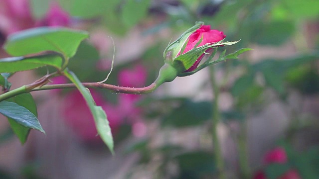 玫瑰花蕾与文字的空间视频素材