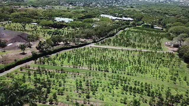 夏威夷热带种植园视频素材