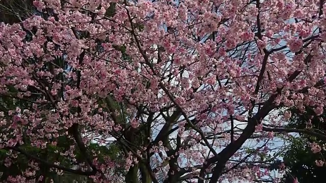 樱花在晴朗的天空背景视频素材