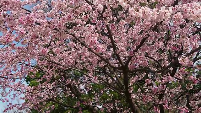 樱花在晴朗的天空背景视频素材