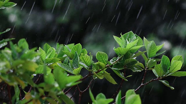 合上翠绿鲜叶枝头下的热带雨水滴落在花园中，4K Dci分辨率视频素材