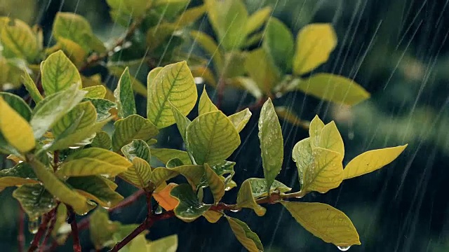 合上翠绿鲜叶枝头下的热带雨水滴落在花园中，4K Dci分辨率视频素材