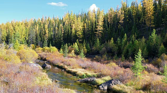 北楚斯基岭的视频全景与石头的前景和落叶松森林的背景在秋天。阿尔泰视频素材