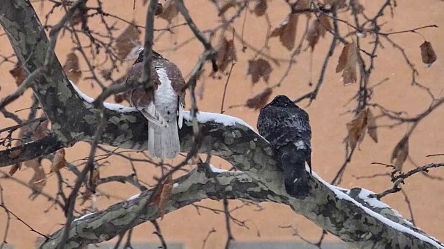 野鸽在树枝上，当雪花飘落时，走近了视频素材