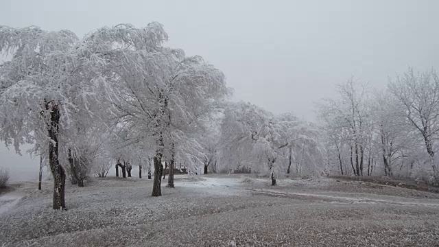 超现实主义的空地。天气多风，树上结满了白霜视频素材