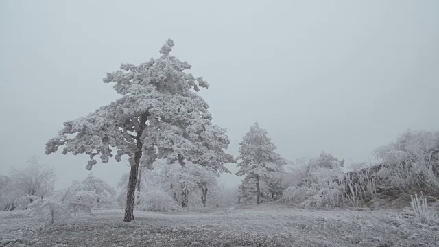 超现实主义的空地。天气多风，树上结满了白霜视频素材