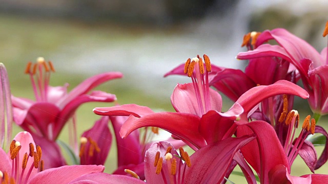 美丽的百合花在花园里视频素材