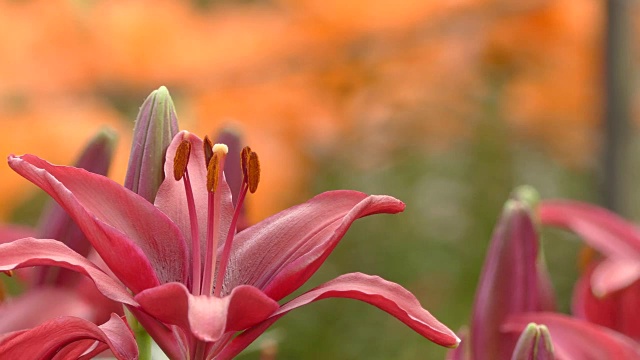 美丽的百合花在花园里视频素材