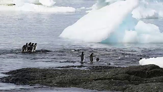 阿德利企鹅在海滩上散步视频素材