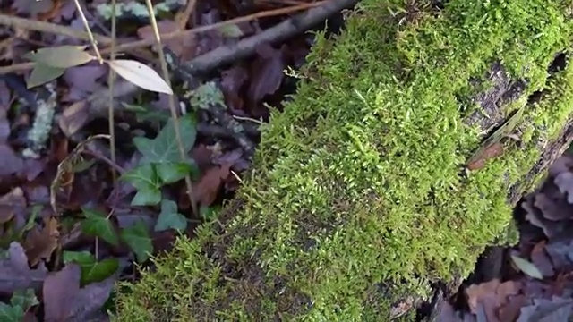 森林中倒下的树干上繁茂的绿色苔藓视频素材