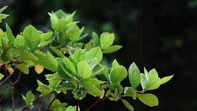 近观翠绿鲜叶枝头下的热带雨水滴落在花园里，分辨率为4K Dci视频素材