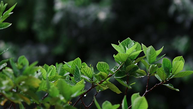 近观翠绿鲜叶枝头下的热带雨水滴落在花园里，分辨率为4K Dci视频素材