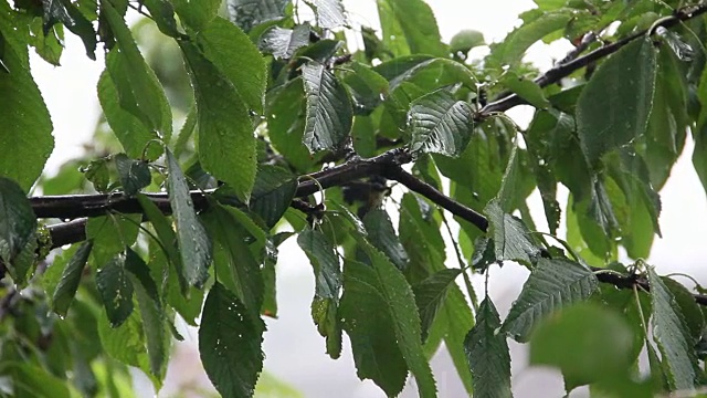 雨滴落在绿叶上视频素材